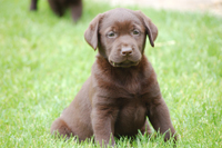 chiot labrador chocolat